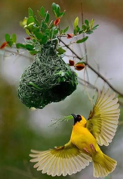小鳥築巢 藹